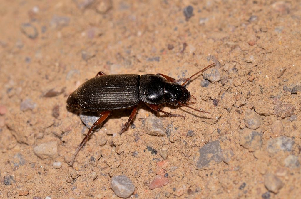 Carabidae: Pseudoophonus rufipes